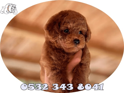 toy poodle